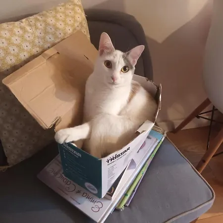 Apartment Sunny And Flat With A Cute Cat Paris