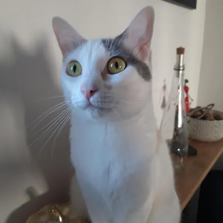 Sunny And Flat With A Cute Cat